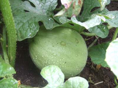 0802メロン２番果