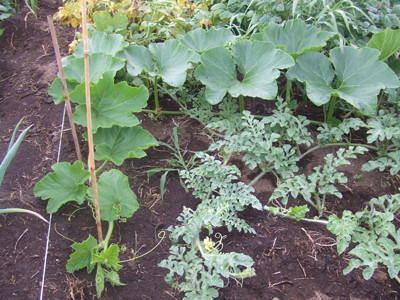 0802カボチャのつる誘引