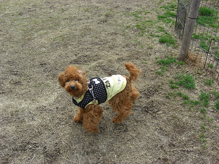 2/1　ドッグランチロル2