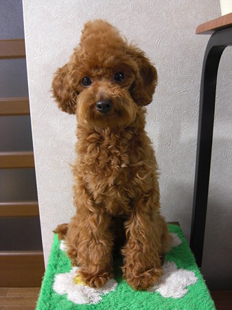 2/5　ブラシ後チロル