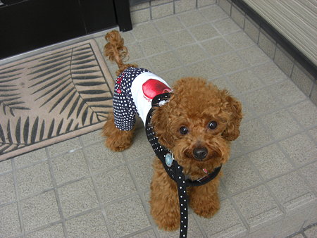 2/6　お散歩チロル3