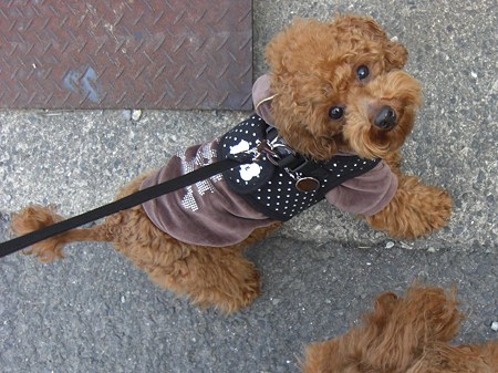 2/18　お散歩チロル