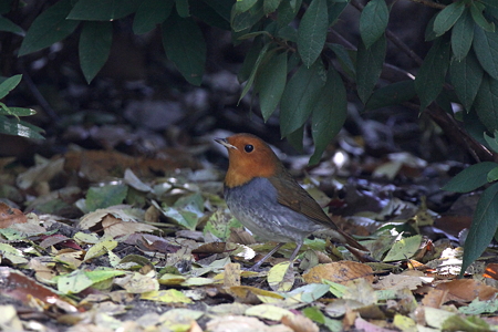 コマドリ３IMG_9596