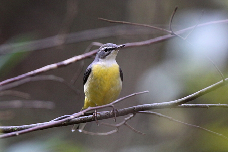 キセキレイ１IMG_0314