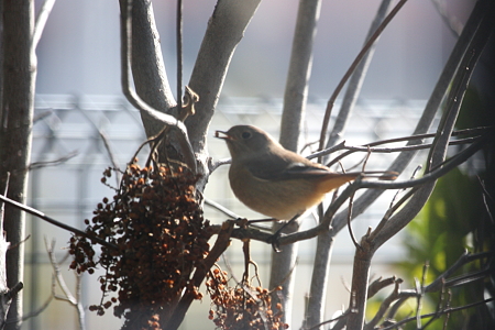 ジョウビタキ１IMG_8645