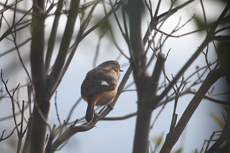 ジョウビタキ２IMG_8648