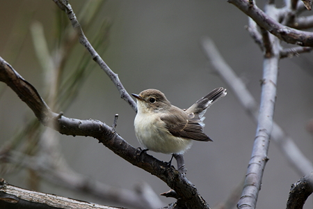 オジロビタキ２IMG_0749