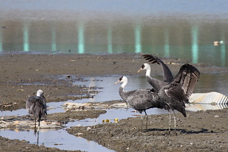 ナベヅル３IMG_1724