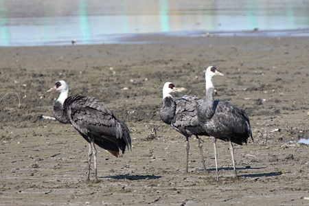 ナベヅル５IMG_1710