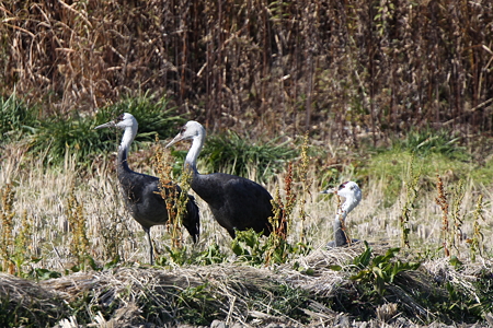 ナベヅル６IMG_1611