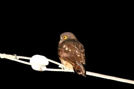 アオバズク２IMG_1033