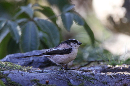 エナガ１IMG_1761