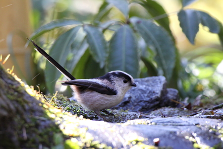 エナガ２IMG_1784