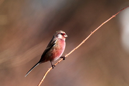 ベニマシコ♂１IMG_7102