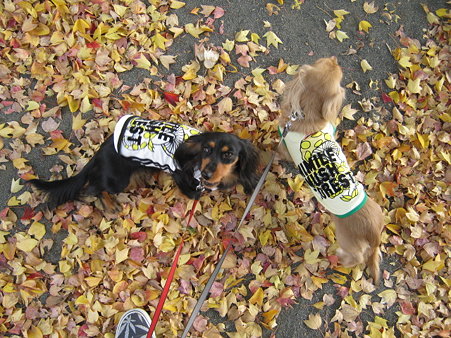 落ち葉のじゅうたん