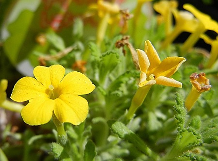 ディオニシア・レモンアリエッタ・12.05.26