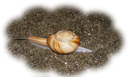 元気なカタツムリ