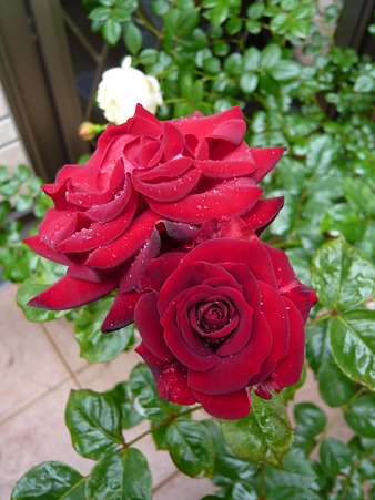 ニコロパガニーニ