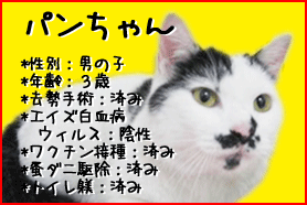 里親募集！～パンちゃん