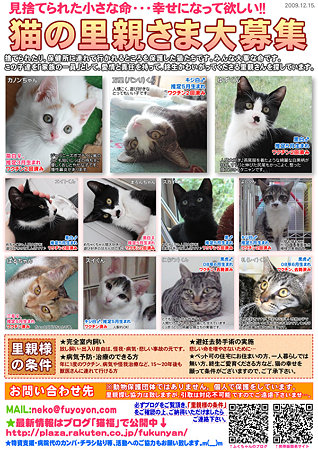 猫福・にゃんぷく～猫の里親募集
