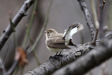 オジロビタキ３IMG_0771