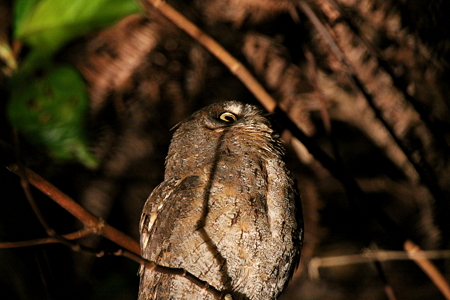 コノハズクIMG_1043