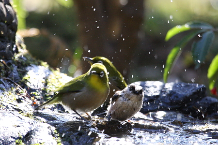 エナガ７IMG_9514f