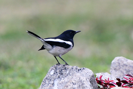 シキチョウ１♂IMG_8648