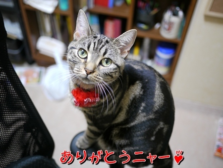 ありがとうニャー