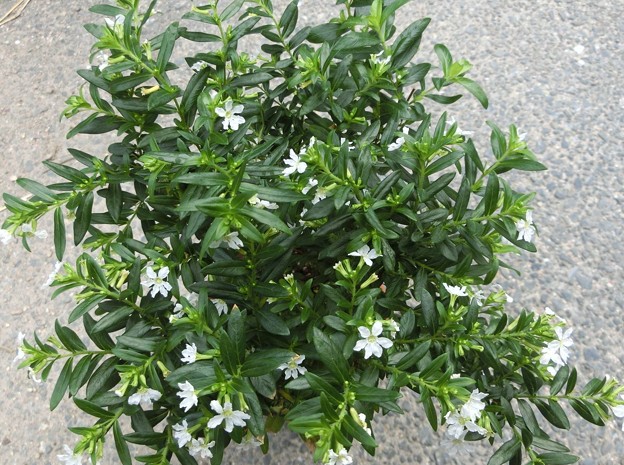 クフェア（クサミソハギ）D