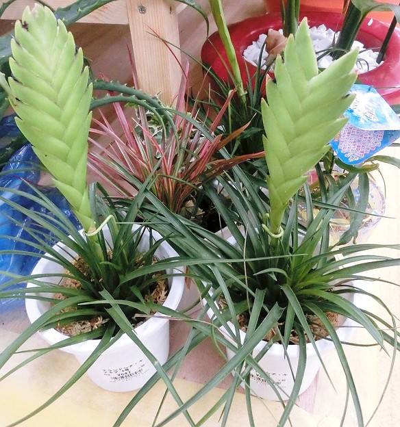 チランドシア・キアネア