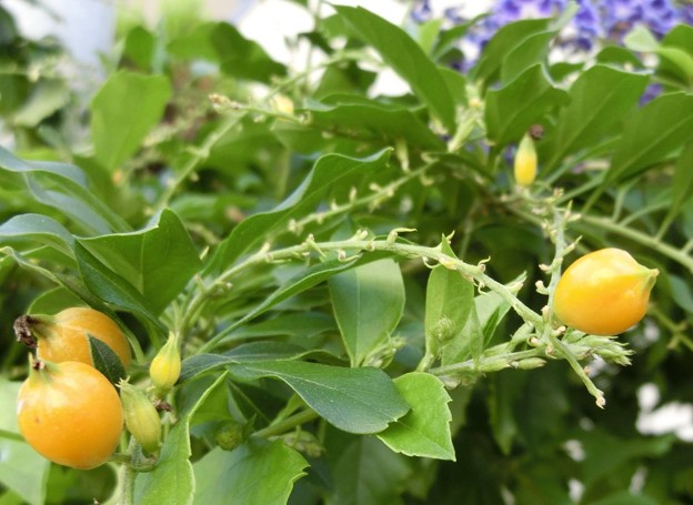 この実の名前は？