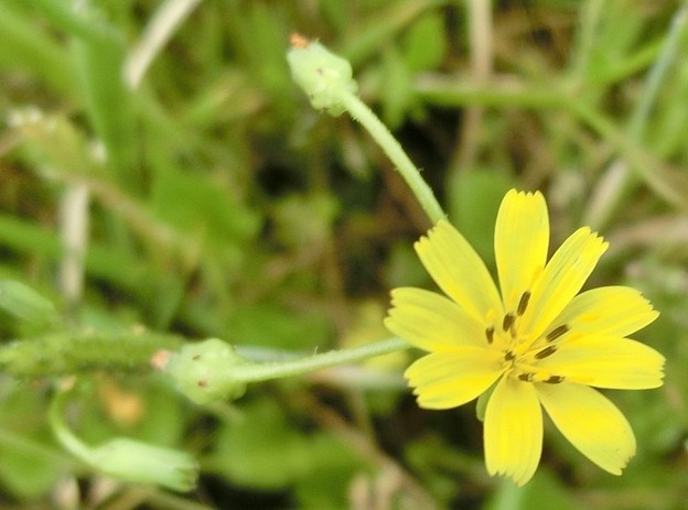 コオニタビラコB