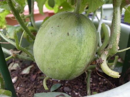 メロン栽培３