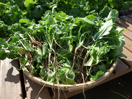 写真: 収穫野菜５