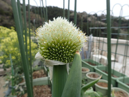 写真: ネギ坊主２