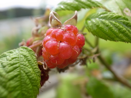 ラズベリー実