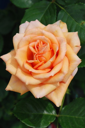 マースランドゴールド2017.5.16