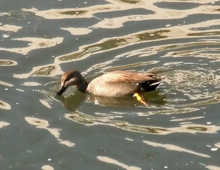 オカヨシガモ～