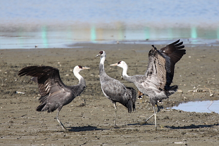 ナベヅル１IMG_1719