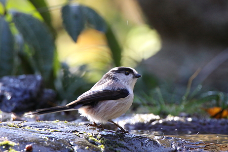 エナガ４IMG_1822