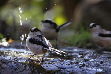 エナガ５IMG_1861