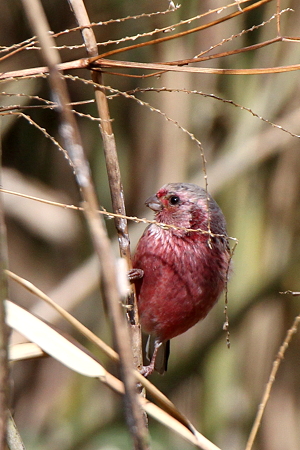 ベニマシコ2♂IMG_0212