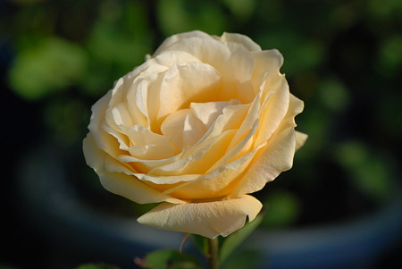 セビリアフォーエバー