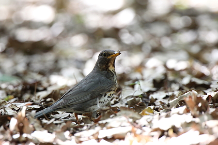 クロツグミ１IMG_4962