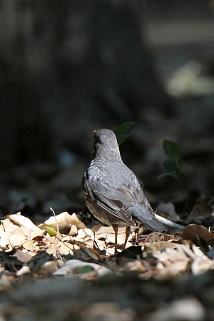 クロツグミ７IMG_4684