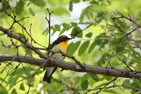 キビタキ３IMG_7427