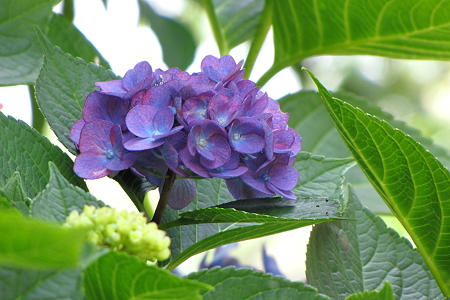 アジサイ４IMG_1076