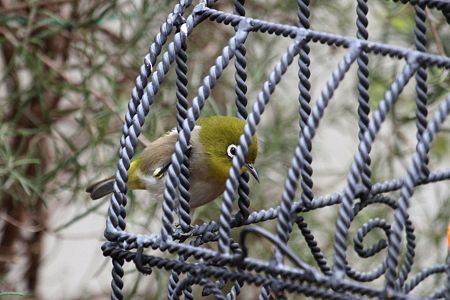 メジロ１IMG_1522