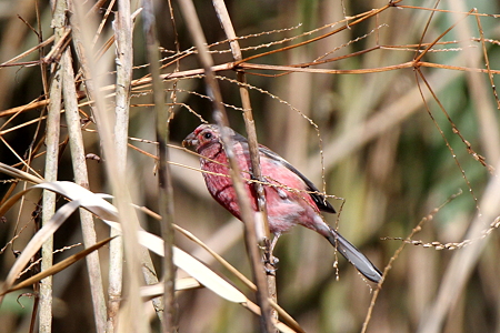ベニマシコ４♂IMG_0223